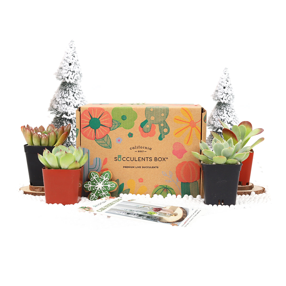 Succulents and Cactus Plants, Air plant box for sale, Air Plant Subscription Box with Care Instruction, subscription box, subscription boxes