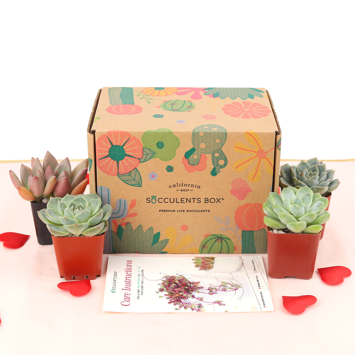 succulents monthly Monthly Subscription Box 4 Succulents/month, Home Office Gift Ideas