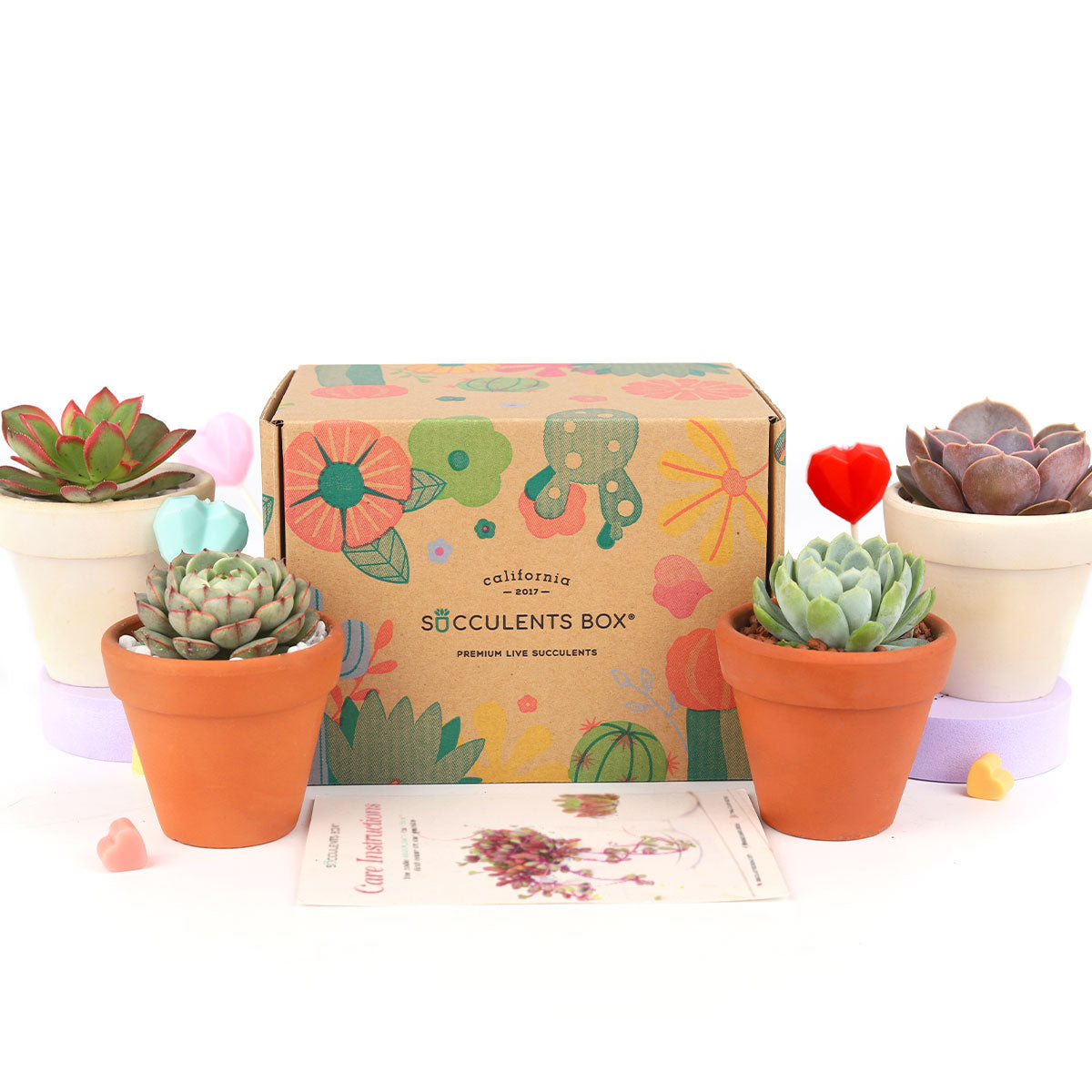 Subscription Box with Care Instruction, Succulent Subscription Box