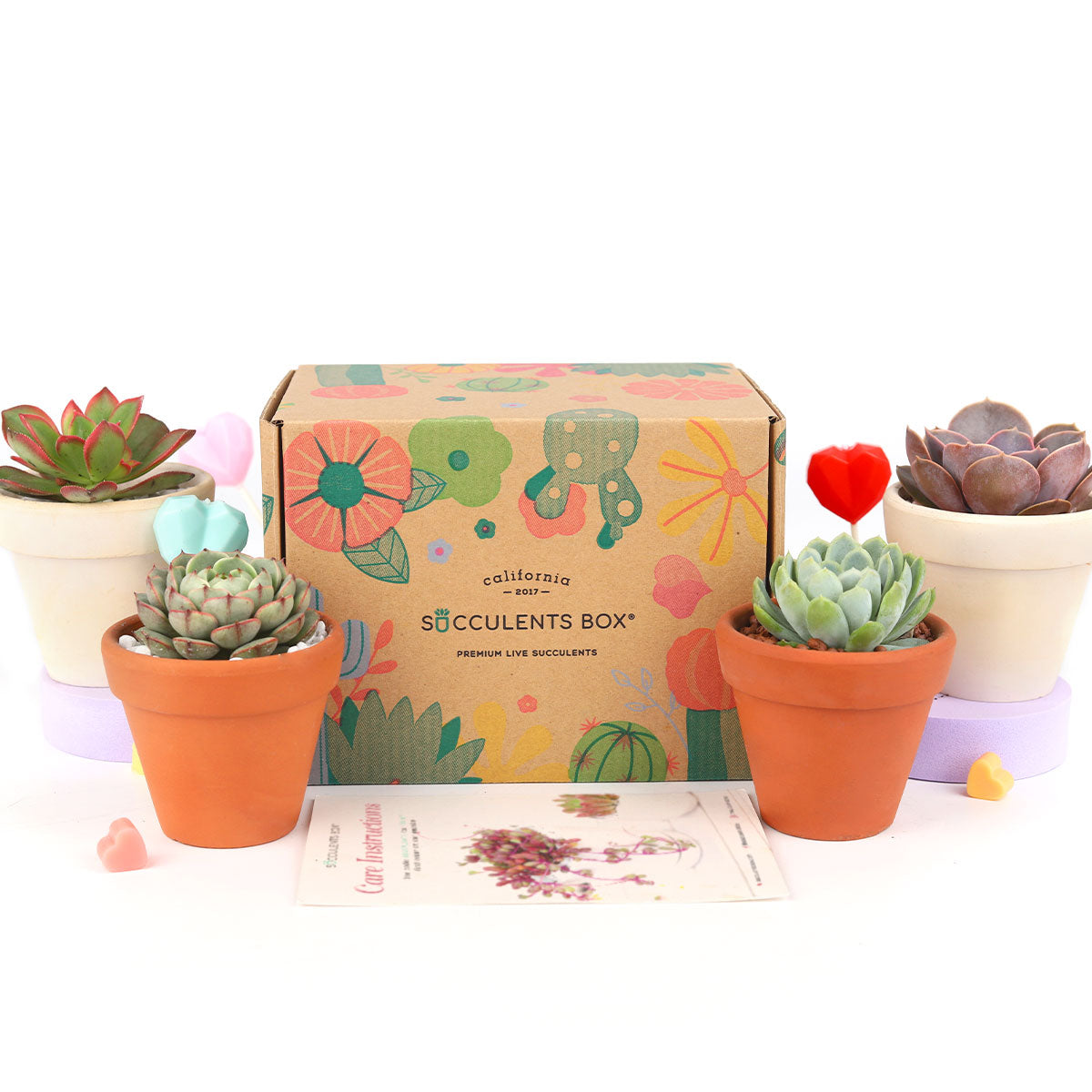 Succulent Subscription Boxes, Succulents Box Monthly, Succulents for Sale