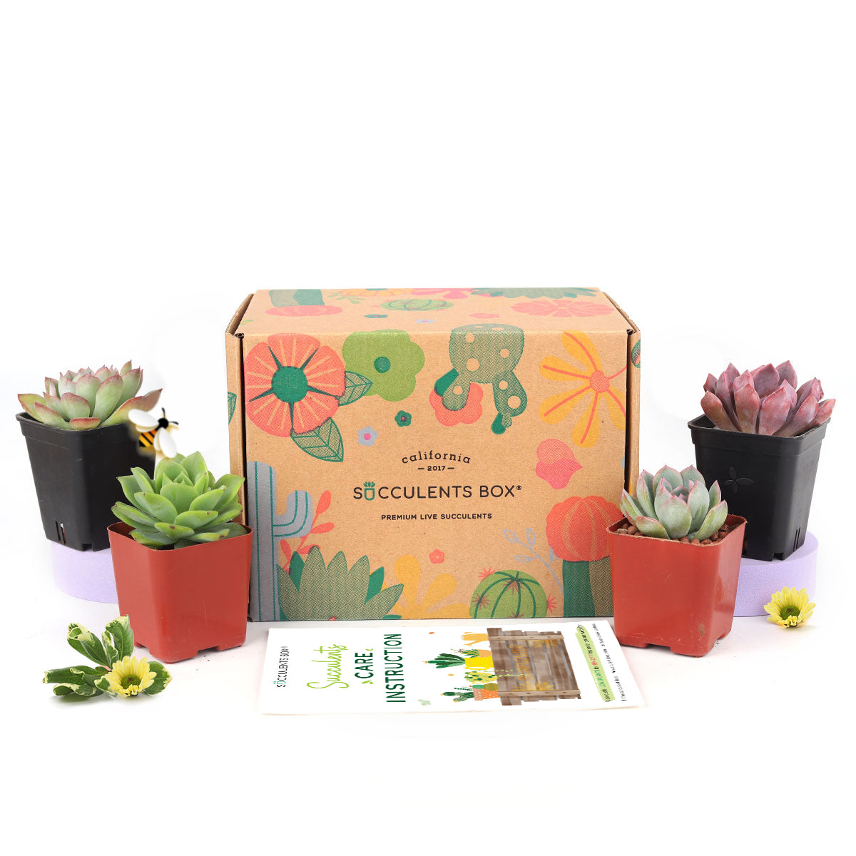 Subscription Box with Care Instruction, Succulent Subscription Box
