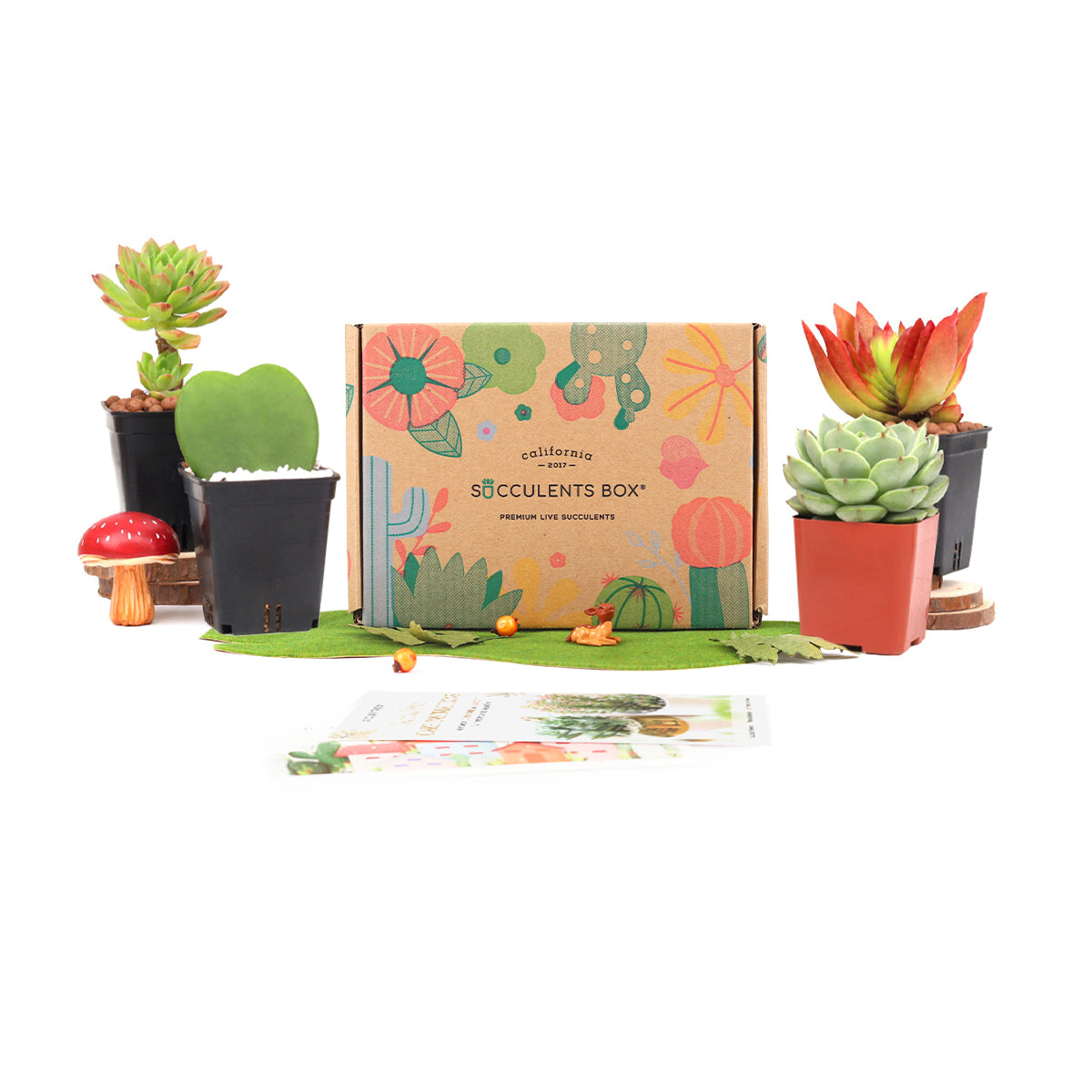 monthly succulent subscription Gift 4 succulent/ month - 12 month Subscription - 1 time charge