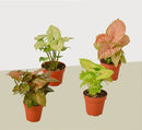 buy 4 Different Syngonium Plants - Arrowhead Plants / 4" Pot / Live Plant live houseplant 4" pot online, lush heart-shaped leaves in rich green and red tones, smooth glossy leaf surface with striking venation, adaptable trailing or climbing growth form, NASA-recognized formaldehyde-filtering indoor plant, a vibrant tropical statement piece for home or office decor, an ideal gift set for plant enthusiasts of all experience levels