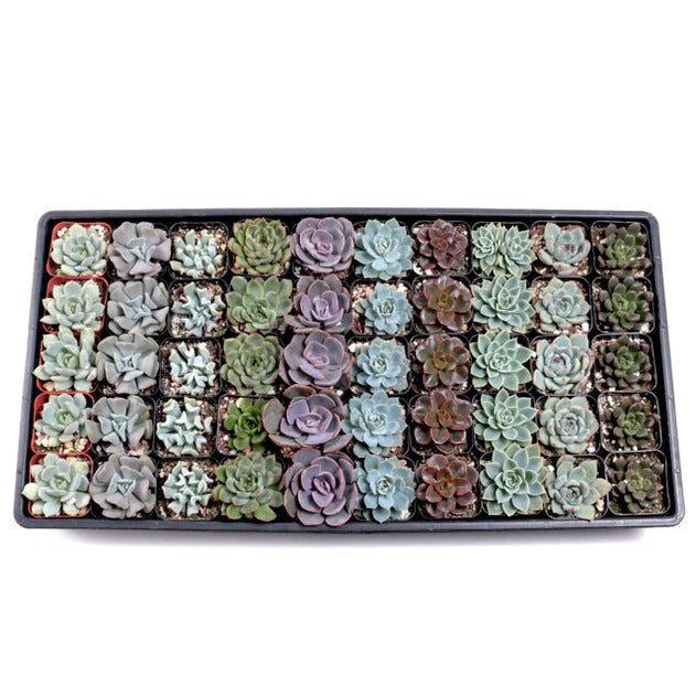 Echeveria Bulk Succulent Pack, Live Rosette Plants (25 or 50 Count), 2" Pots for Weddings, Favors, and DIY Projects
