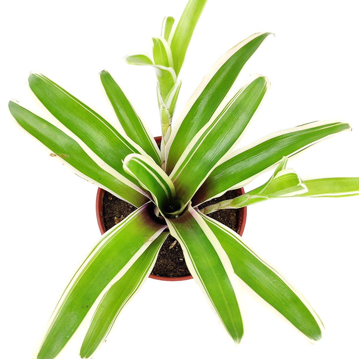 Neoregelia, Neoregelia plant care, Neoregelia lights, Neoregelia water requirements