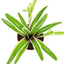 Neoregelia Donger, houseplants, indoor plants, unique plants, live indoor plants, best online nursery california
