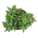 Buy 4-inch Haworthia attenuata Enon Succulent, A stunning zebra-patterned succulent with low maintenance care, Striking Unique Succulents for Home Decor