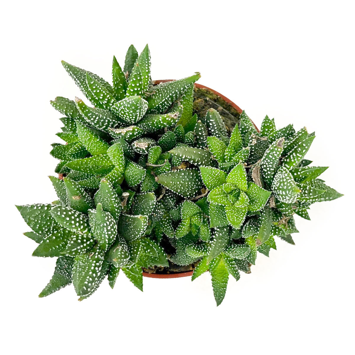 Types of Haworthia Succulents for sale online, Haworthia attenuata 'Enon' in 4 inch Grower Pot, Easy to Grow Indoor Plants, Unique succulent with chubby, triangular leaves