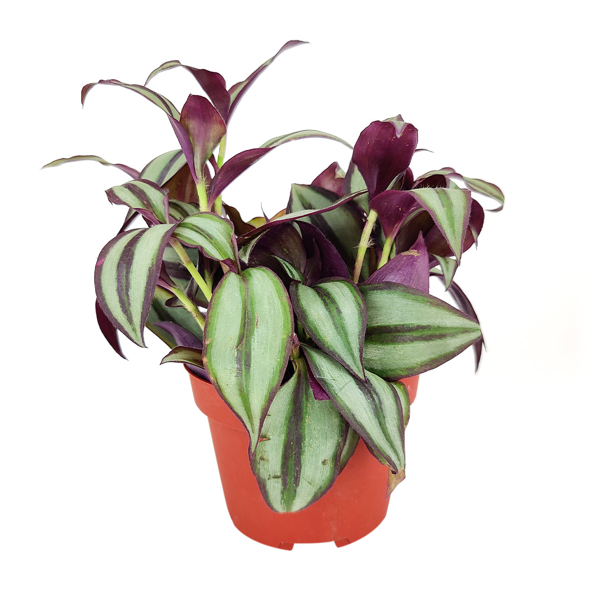 How to care for Tradescantia Zebrina, the most colorful trailing houseplant, bright light houseplant, variegated foliage, eye-catching houseplant