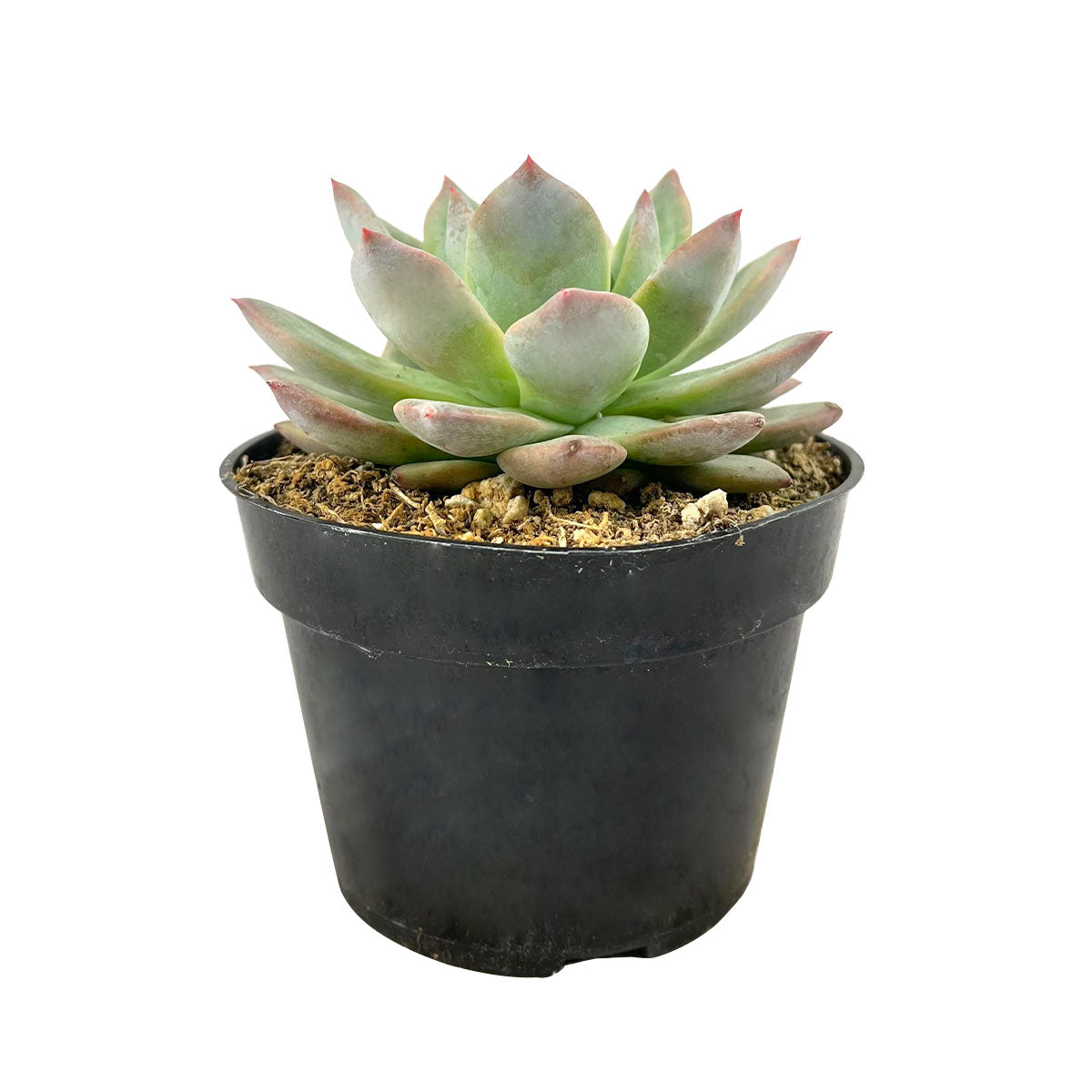 Echeveria &#39;Blue Bird&#39; 4 inch grower pot for sale, Rosette Succulent for Wedding Gift Favors, Buy Echeveria online