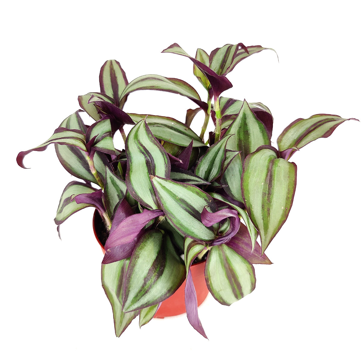 How to care for Tradescantia Zebrina, the most colorful trailing houseplant, bright light houseplant, variegated foliage, indoor houseplants for beginners