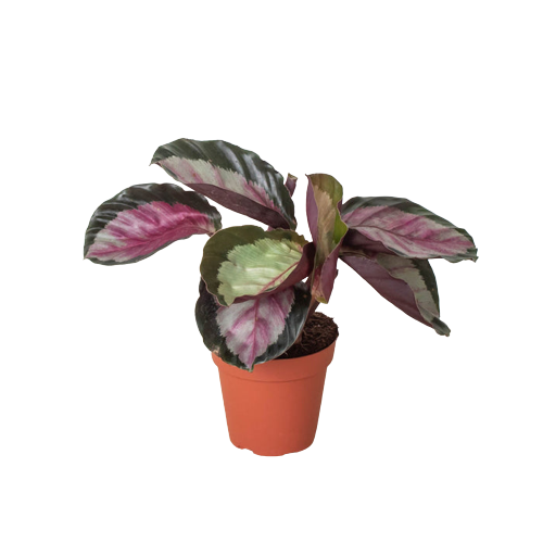 buy calathea roseopicta 'silvia' live houseplant 4" pot online, large rounded vivid pinkish-red leaves with dark green edges, upright clumping tropical growth habit, burgundy-purple leaf undersides, high humidity lover, bold bohemian statement plant for living room or shelf, unique tropical houseplant gift for plant lovers