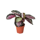 buy calathea roseopicta 'silvia' live houseplant 4" pot online, vivid tropical foliage showcasing rich pinkish-red centers surrounded by dark green scalloped edges, burgundy undersides visible as leaves rise at night, clumping upright growth with moderate spread, high humidity preference making it ideal for bright humid indoor spaces, beautiful pet-safe air-purifying plant gift for any occasion