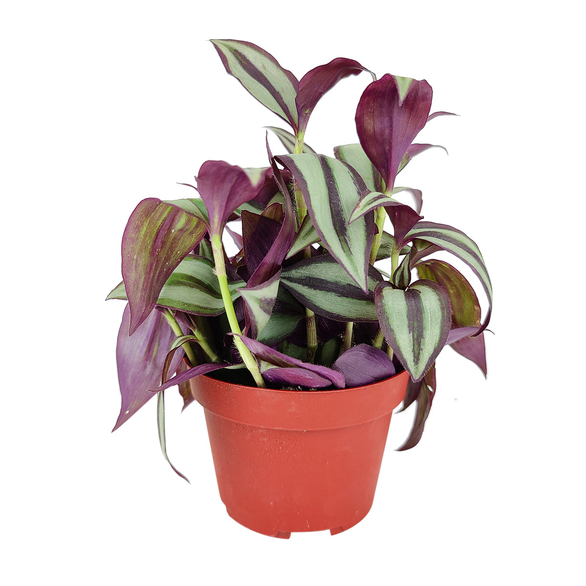 How to care for Tradescantia Zebrina, the most colorful trailing houseplant, bright light houseplant, variegated foliage, easy care houseplants, best place to buy house plants online