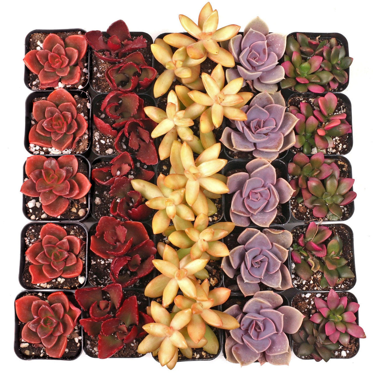 Vibrant Succulent Pack
