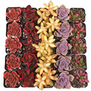 Vibrant Succulent Pack