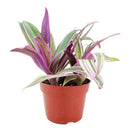oyster plant, rhoeo tricolor, colorful houseplants, 4 inch indoor plants for sale