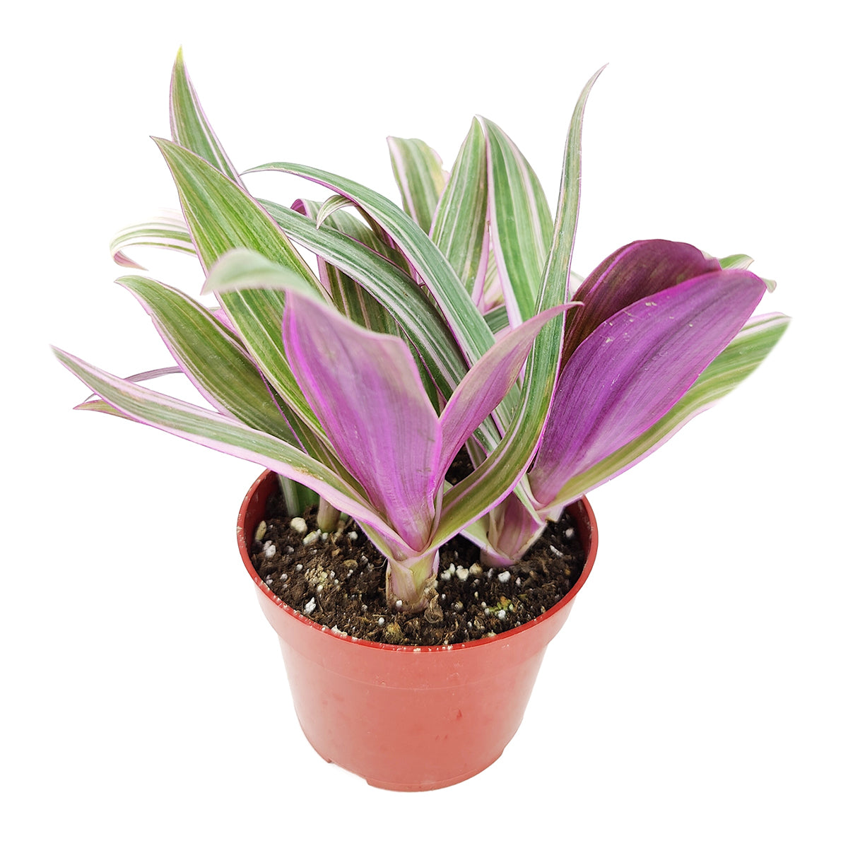 tradescantia spathacea tricolor, tradescantia spathacea care, oyster plant for sale, rhoeo oyster plant