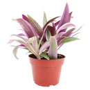 oyster plant, rhoeo tricolor, colorful houseplants, 4 inch indoor plants for sale