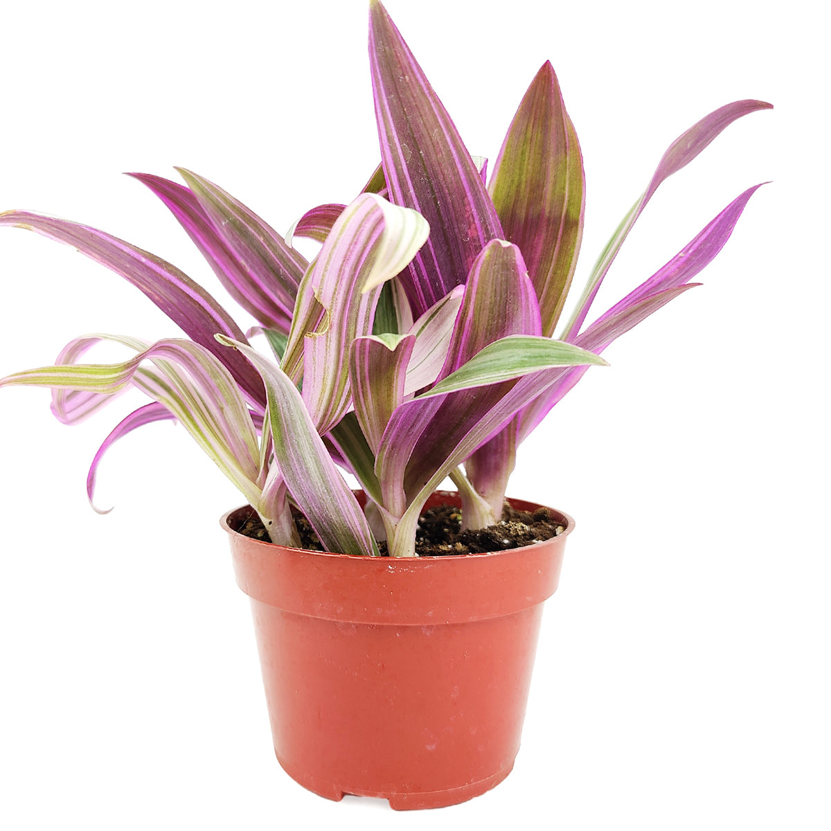 oyster plant, Rhoeo Tricolor 'Moses In The Cradle', oyster plant care, 4 inch colorful plants