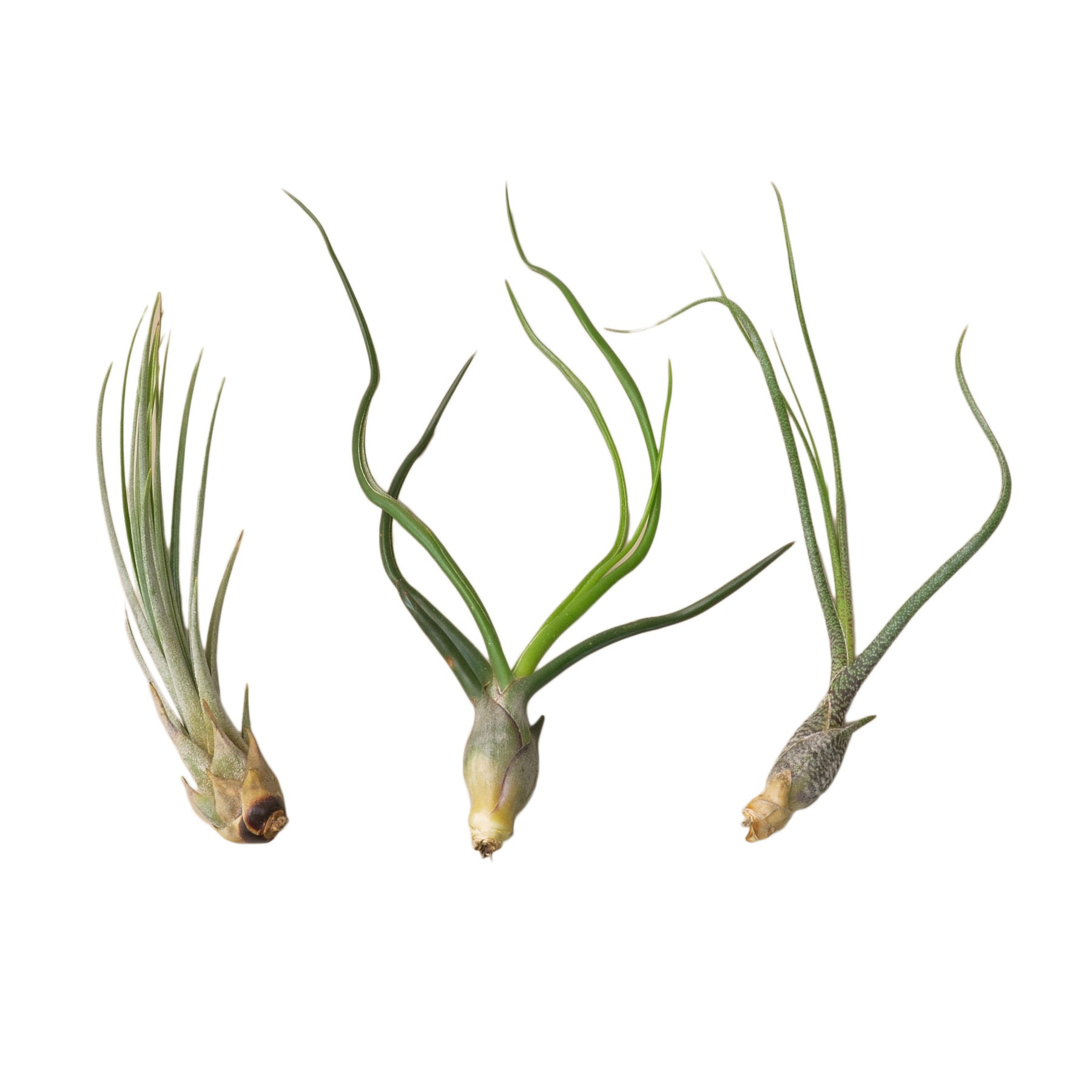 extra large air plants Large Tillandsia Variety Pack (3 Plants)