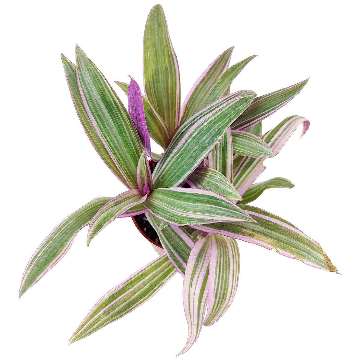 rhoeo indoor plant Rhoeo Tricolor 'Moses In The Cradle'