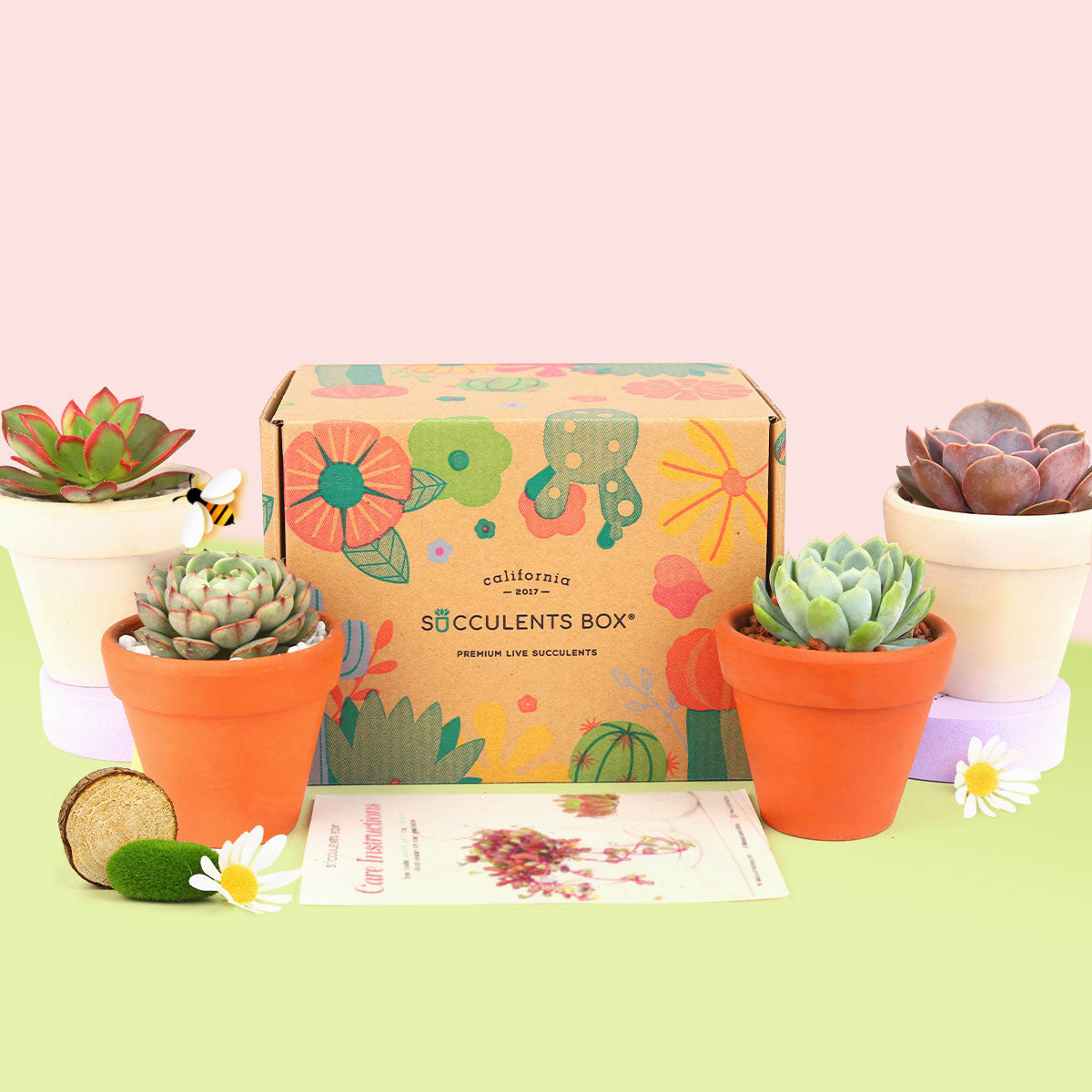 california succulents box 4 Succulents 4 Clay Pots/month