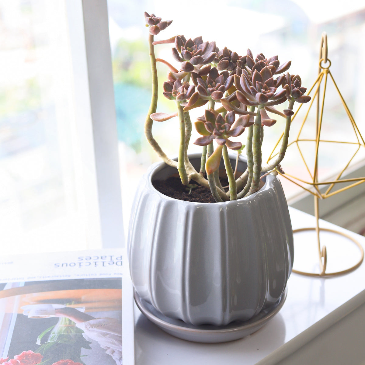 glazed indoor plant pots 6 inch Grey Glazed Ceramic Contour Planter - Buy Ceramic Pot Online