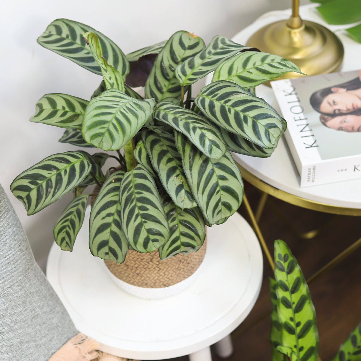calathea fishbone prayer plant Calathea Burle Marx