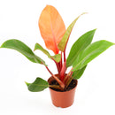 Philodendron Cherry Red for sale, buy houseplants online, plants for tabletop, houseplants in ca