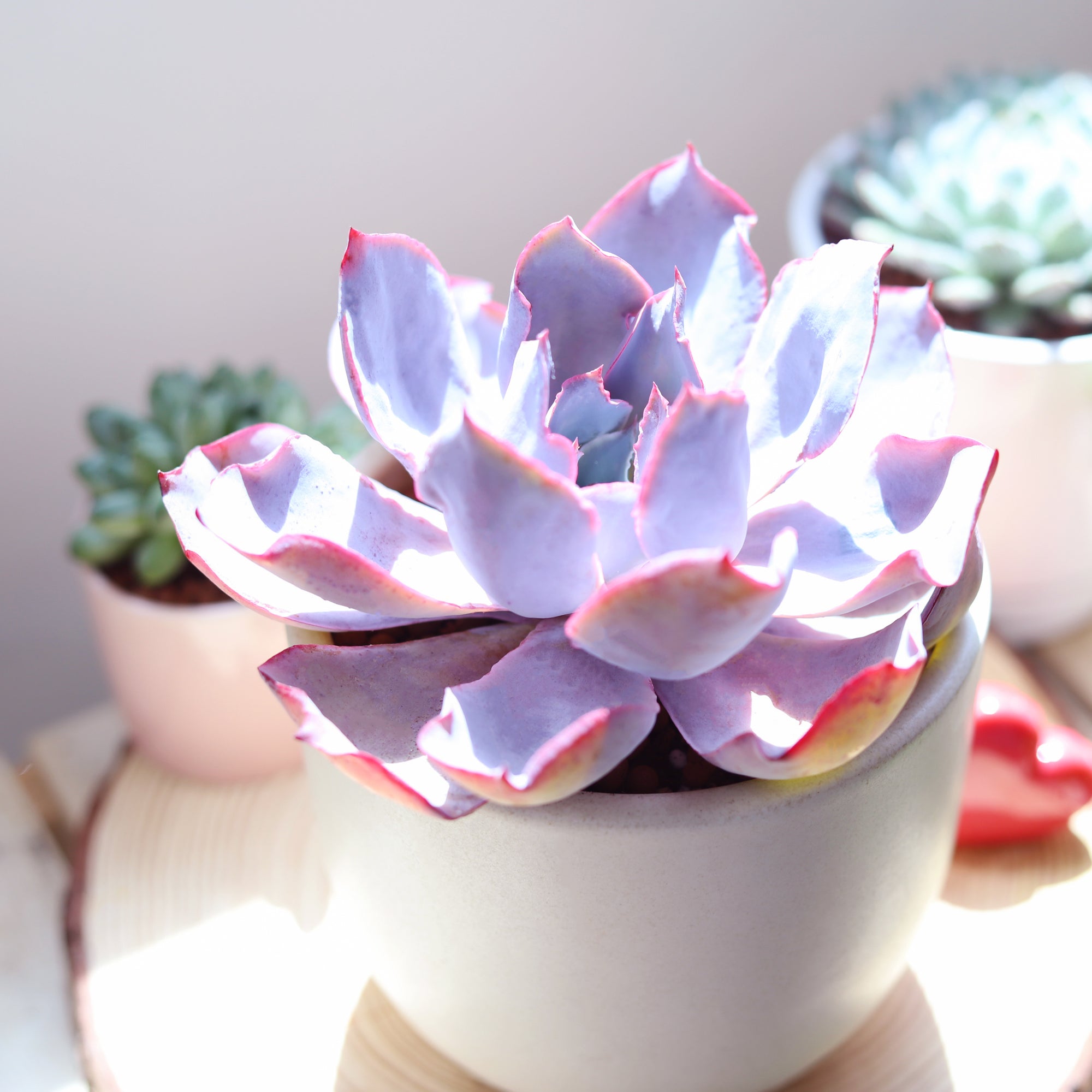 Echeveria Afterglow purple rosette succulent plant, Succulent wedding favors