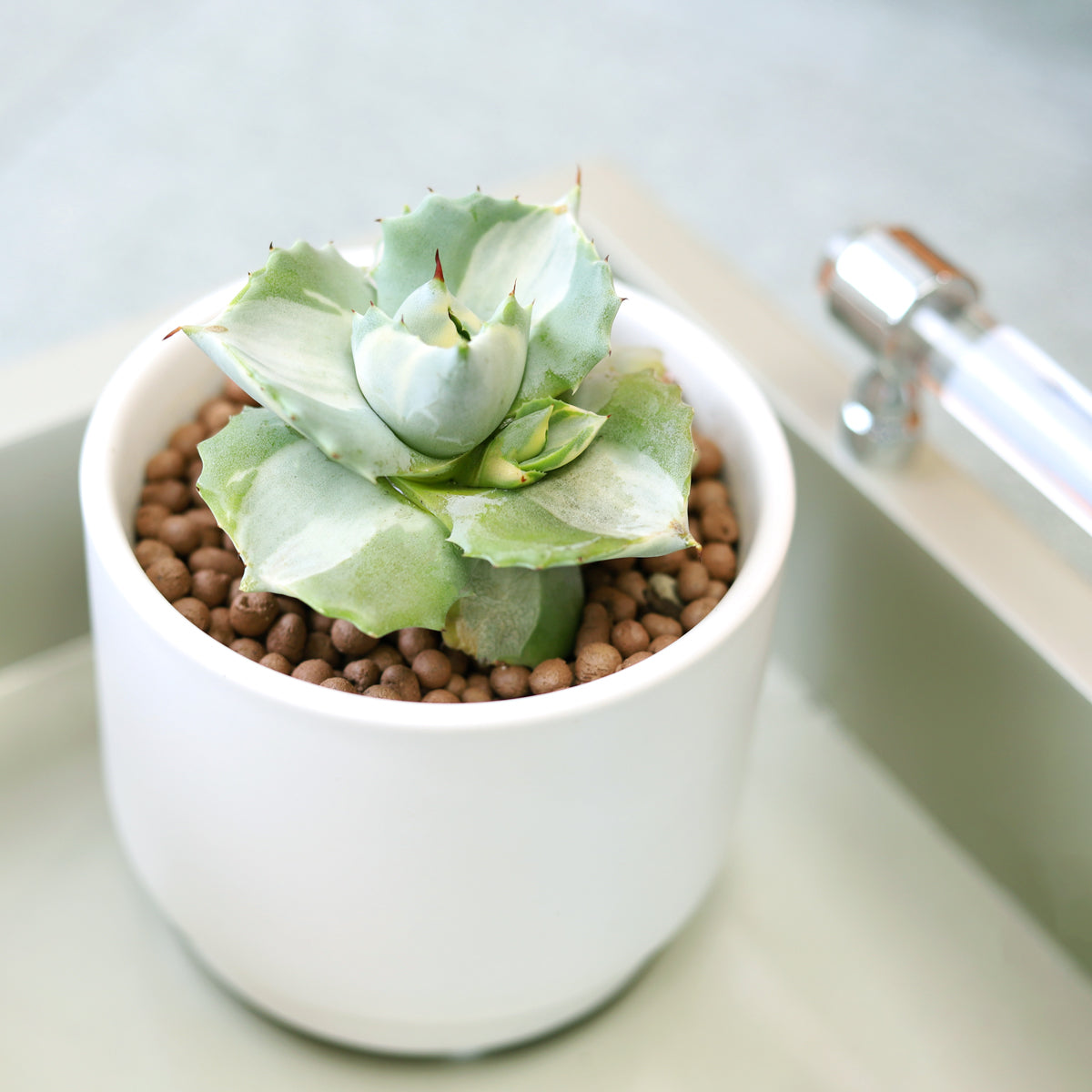Variegated Butterfly Agave - Compact & Colorful Succulent