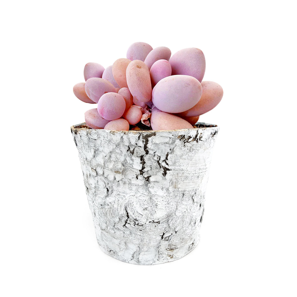succulent planter size Birch Pot Small Size