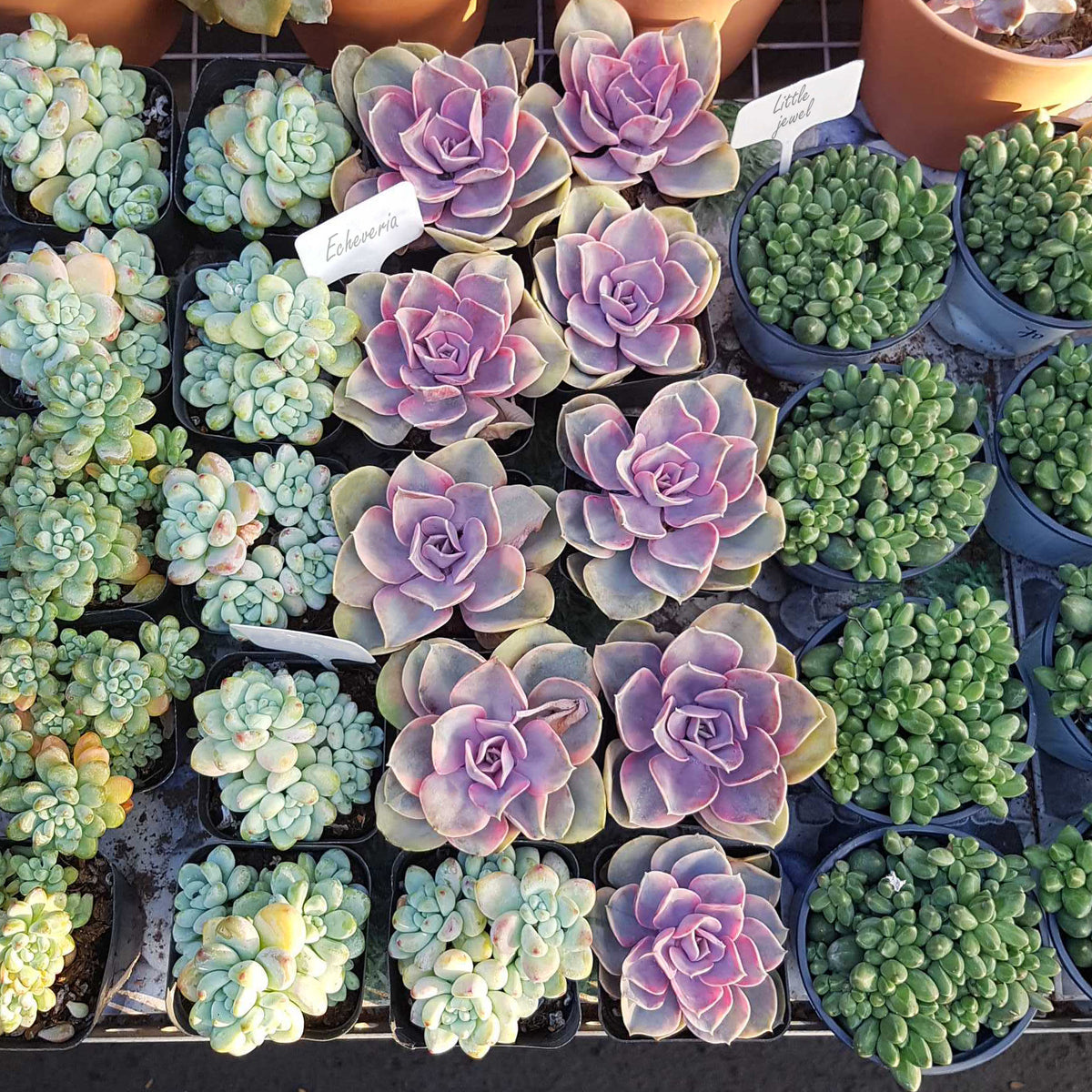 Valentine Succulent Pack 4 inch for Sale, Buy Valentines Day Succulent Gifts, Valentines Day Succulents For Sale