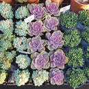Succulent Plant Gift Ideas For Valentine&#39;s Day, Best Valentine Gifts 2024, Unique DIY Valentine&#39;s Day Gifts For That Special Someone, Rosette shaped succulent assorted pack, Succulent assorted pack perfect for weddings, Purple and pink succulent pack for wedding plan