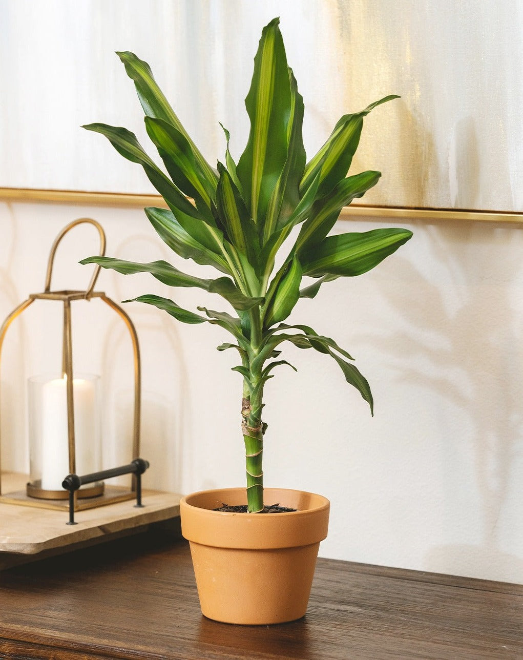 Dracaena Cintho houseplant in terracotta pot for sale, houseplant gift decor ideas, best place to buy plants online