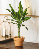 Dracaena Cintho  delivery, houseplant decor ideas, Dracaena Cintho Houseplant for sale