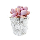 Birch Pot Small Size for Sale Online, Decorative Succulent Planter for Home Office Decor, Succulent Airplant Display Ideas