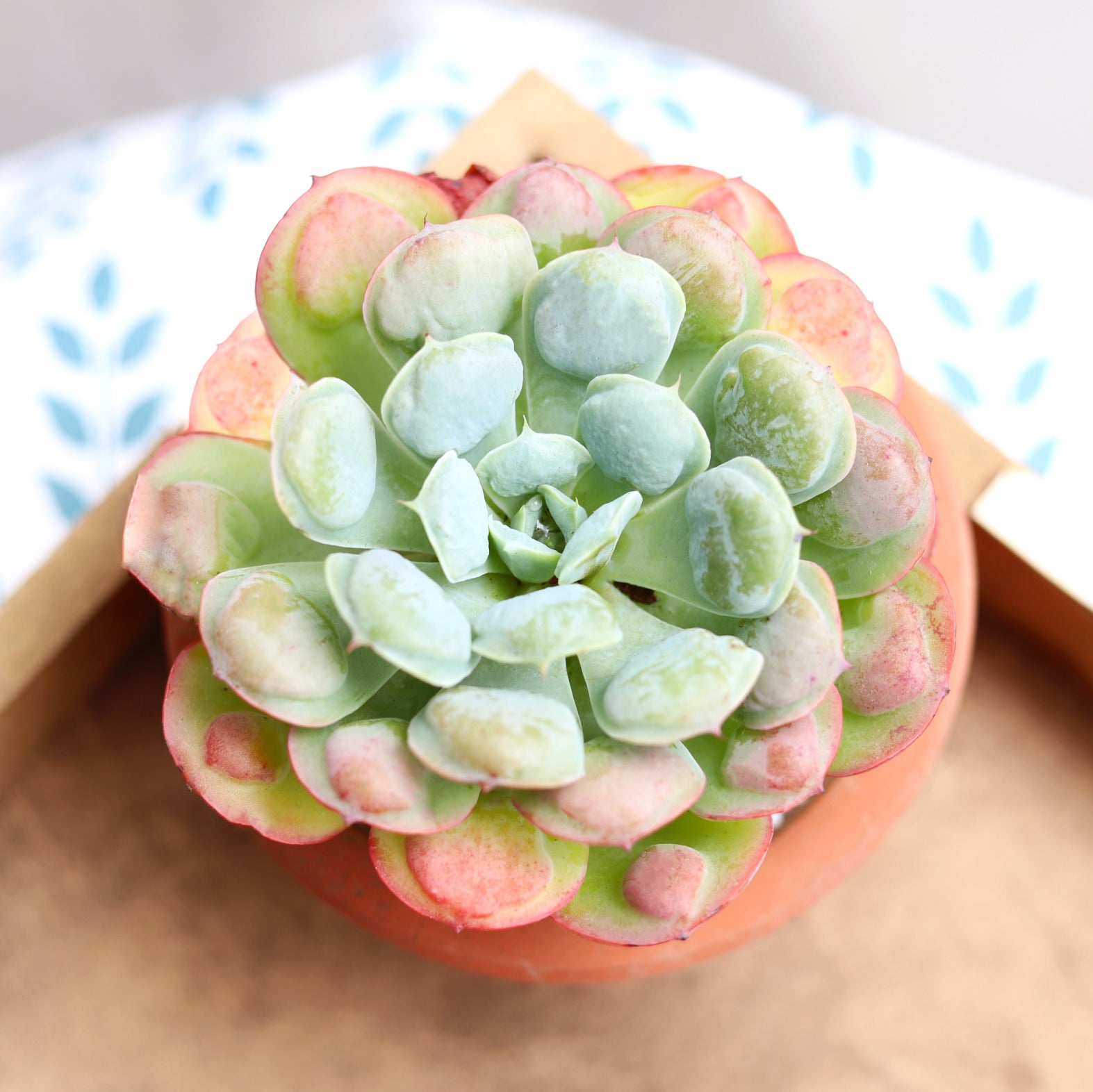 water drop succulent Echeveria Raindrops Succulent