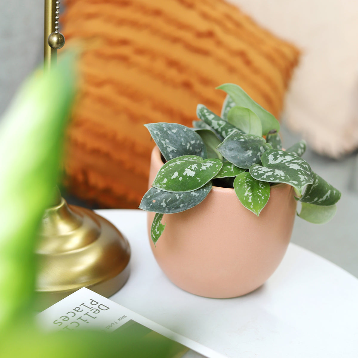 different types of satin pothos Satin Pothos Scindapsus Pictus - Evergreen Variegated Foliage Plants