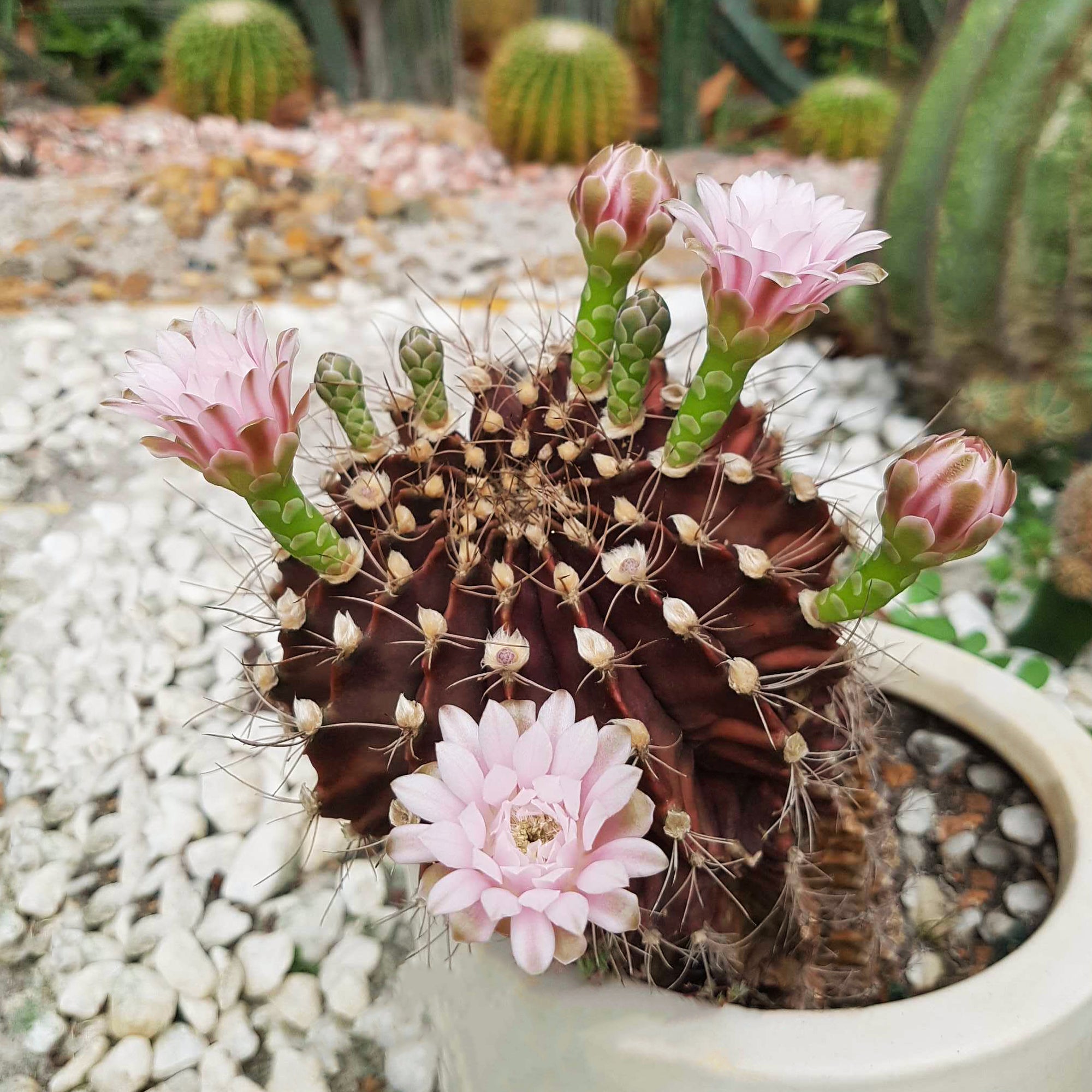 Britton and Rose Cactus, Gymnocalycium Mihanovichii, Chin Cactus, cactus with flower, cactus for sale