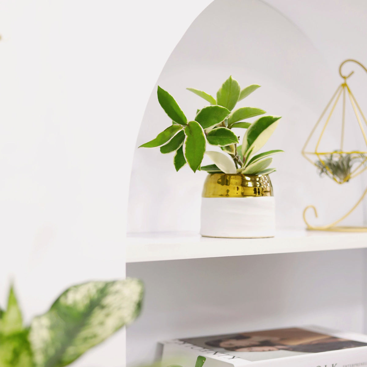 white and gold indoor planter White Gold Pot | Succulent Pot for sale | Succulent Accessories