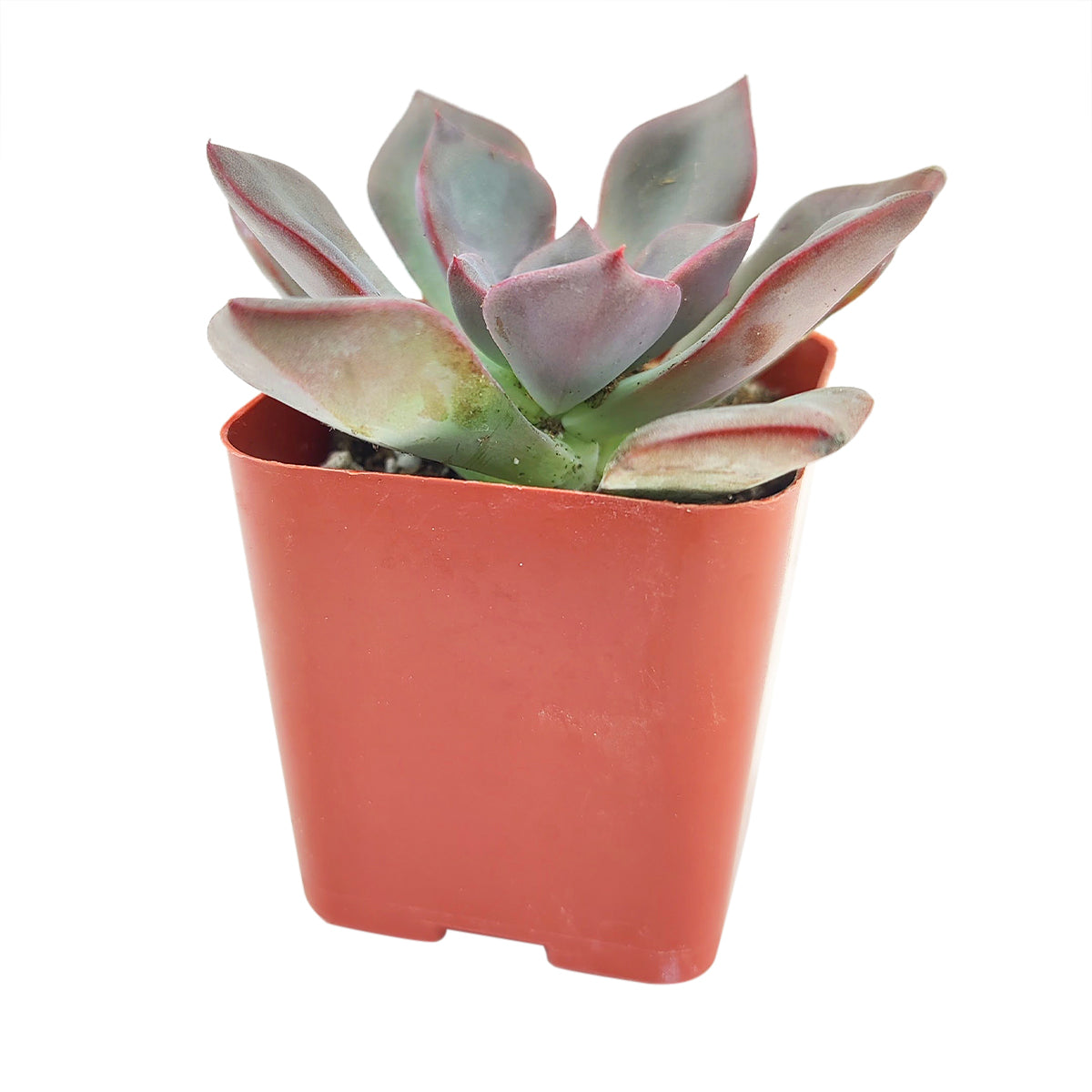 Echeveria Dark Moon in plastic pot, Echeveria in pot, Echeveria in small plastic pot, Echeveria Dark Moon, black succulents