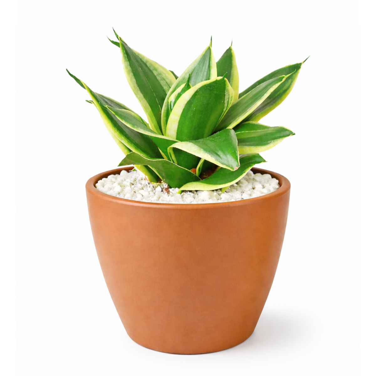 black gold snake plant for sale Snake Plant Sansevieria Black Gold Superba - Air-purifying Houseplants