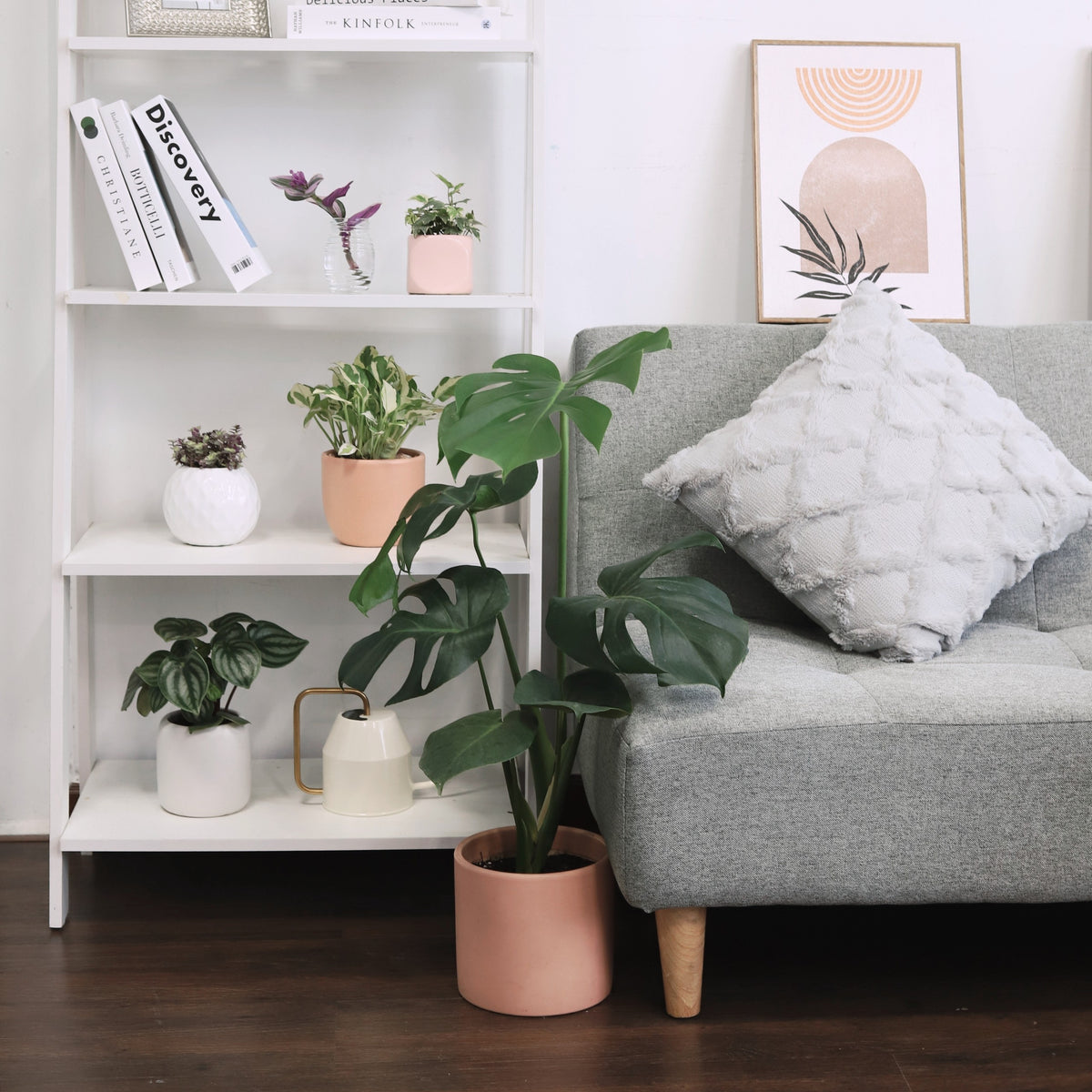 monstera deliciosa care indoors, monstera deliciosa buy, monstera deliciosa leaf, how often to water monstera deliciosa, monstera deliciosa plant care