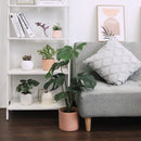 Monstera deliciosa, Swiss cheese plant, huge foliage houseplant, plant with leaf holes, split leaf plant, indoor houseplant for sale