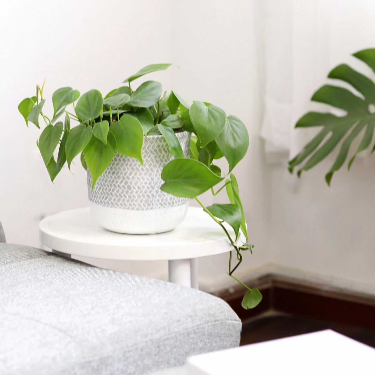 Philodendron Cordatum | Heartleaf Vining Houseplant