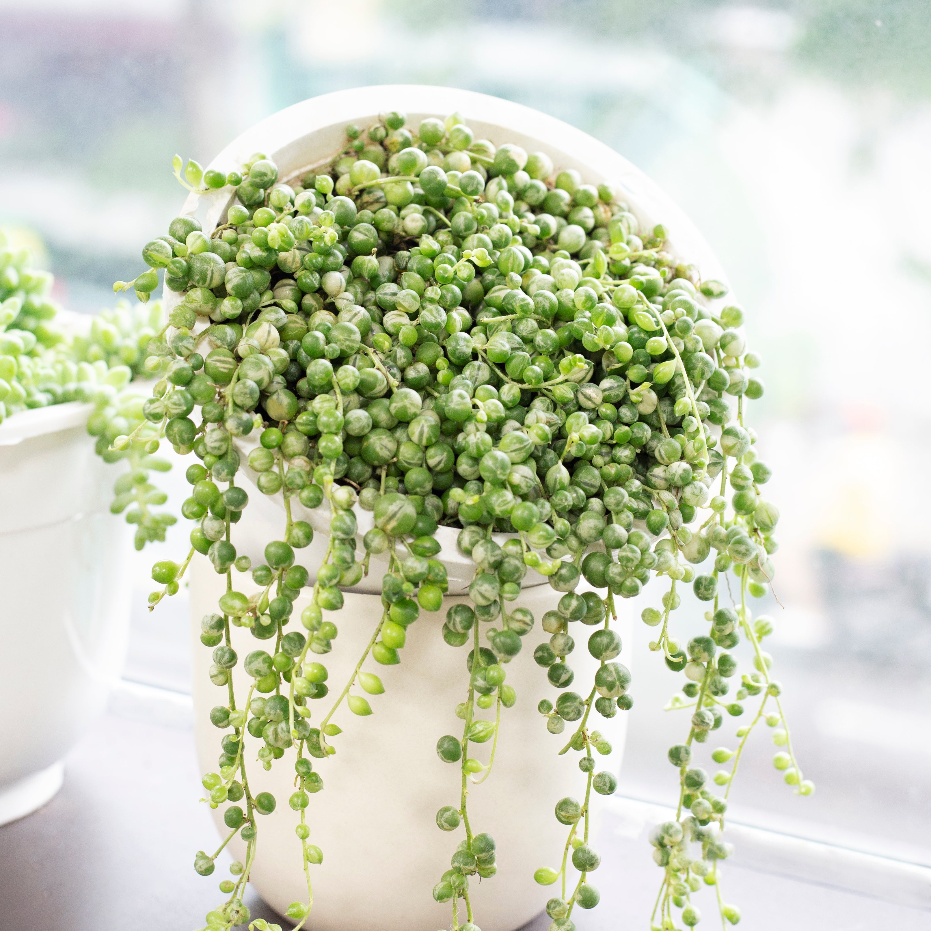 thumbnail image 2 of String Of Pearls Live Succulent Plant In Hanging Planter - Easy Care Indoor Houseplant 2 of 5