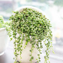 How to care for String of Pearls Succulent Hanging Plant, String of Pearls Plant Care Guide