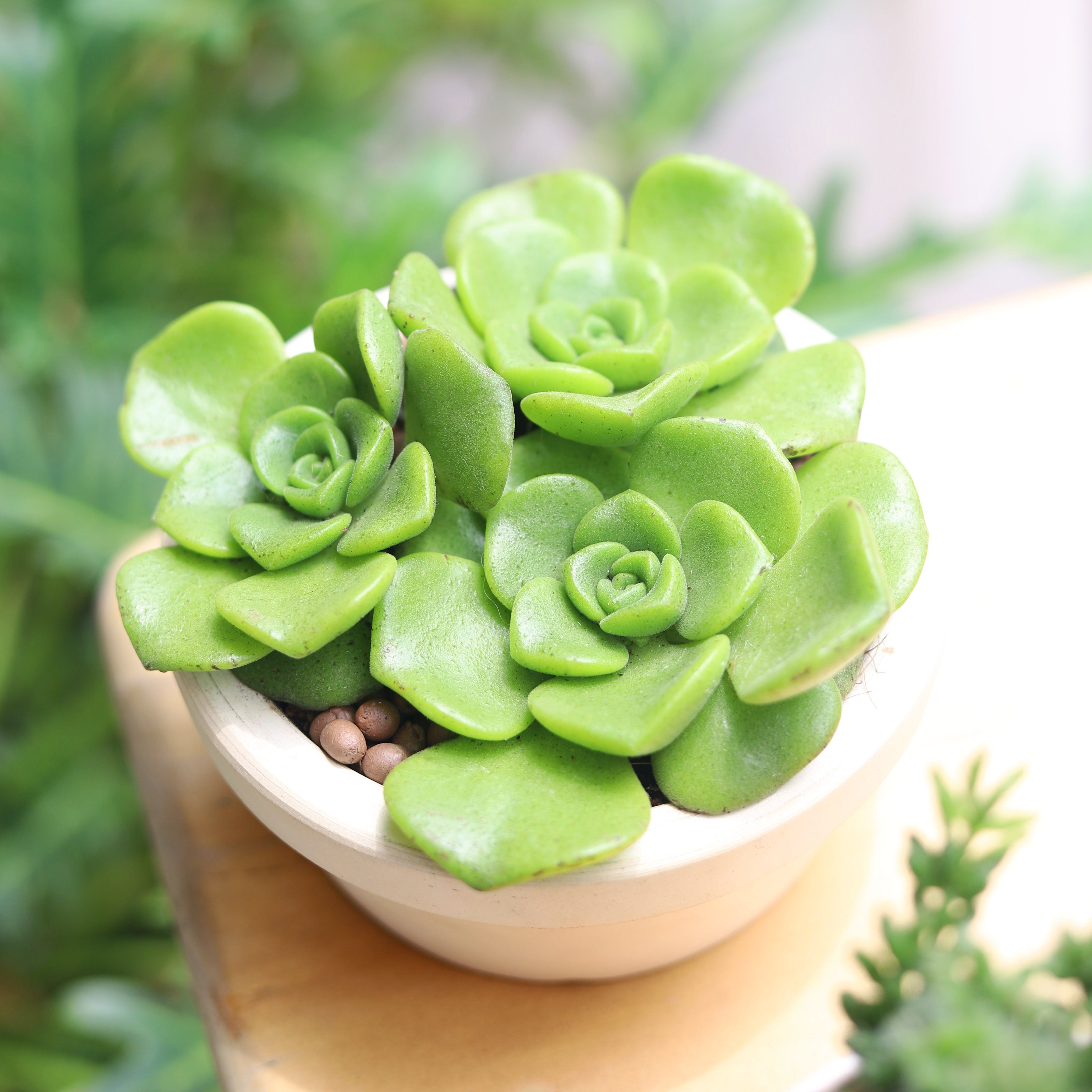 aeonium succulent types Aeonium Lily Pad Succulent with Care Guide